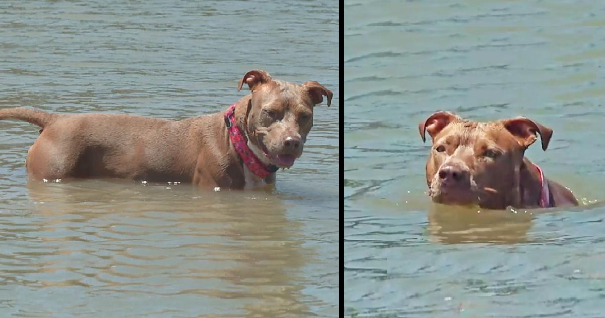 Canine who fell off shrimp boat found alive days later after swimming six miles to shore