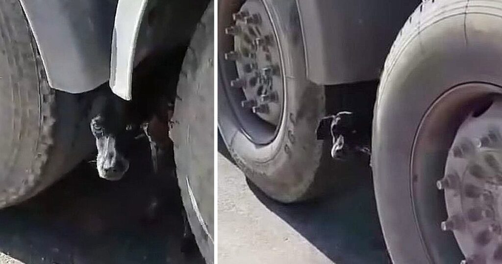 Guy Cried When He Saw The Puppy’s Skeletal Body Poking Out From The Tires