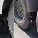 Guy Cried When He Saw The Puppy’s Skeletal Body Poking Out From The Tires