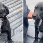 Young Girl Adopted a Hungry Puppy Full of Ticks That She Found Abandoned