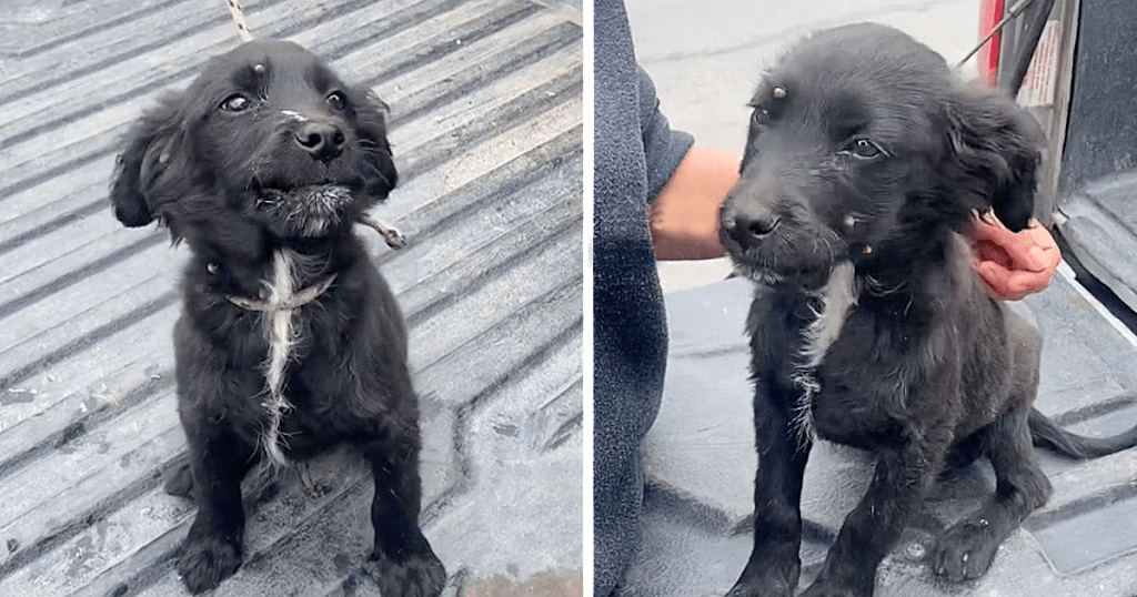 Young Girl Adopted a Hungry Puppy Full of Ticks That She Found Abandoned