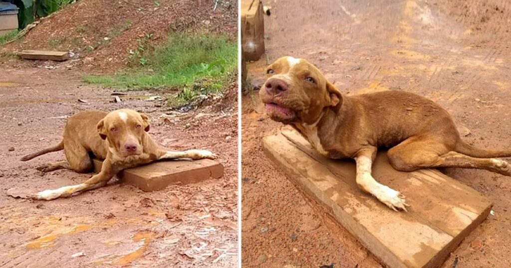 Disabled Unwanted Dog With Bent-Legs Is Abandoned On The Road In Front Of A Tire Repair Shop