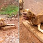 Disabled Unwanted Dog With Bent-Legs Is Abandoned On The Road In Front Of A Tire Repair Shop