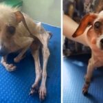 She Was Starving, Only Skin and Bones, Completely Weak When She Was Rescued