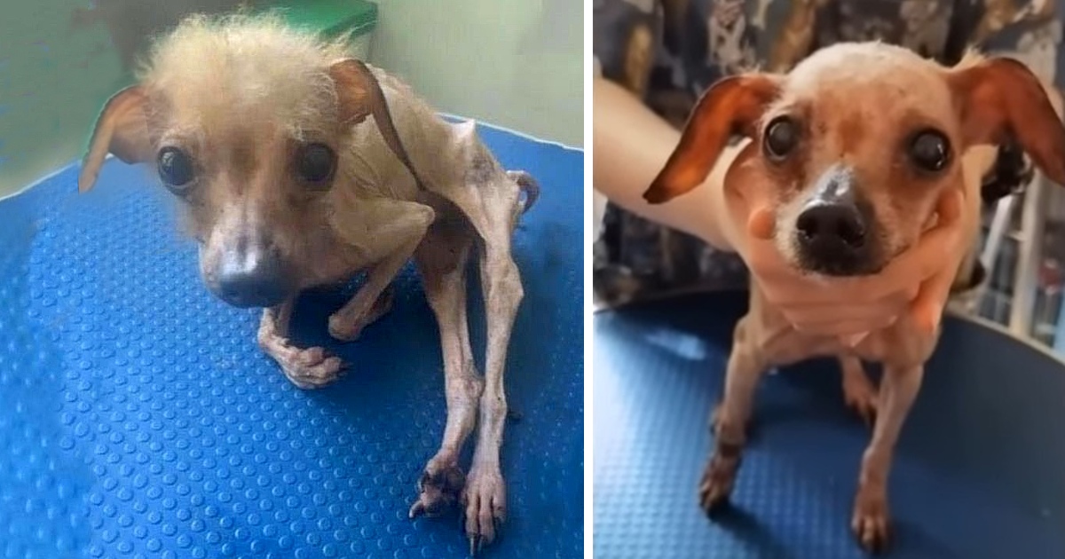 She Was Starving, Only Skin and Bones, Completely Weak When She Was Rescued