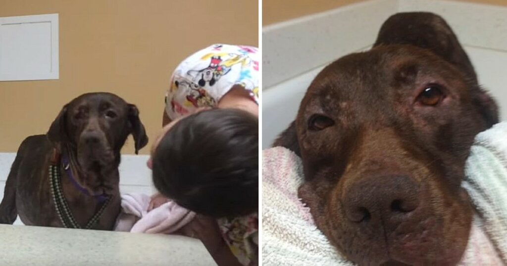 Homeless Dog Never Had A Bath Before ‘Til Rescuers Treat Her Like The Queen She Is