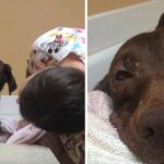 Homeless Dog Never Had A Bath Before ‘Til Rescuers Treat Her Like The Queen She Is