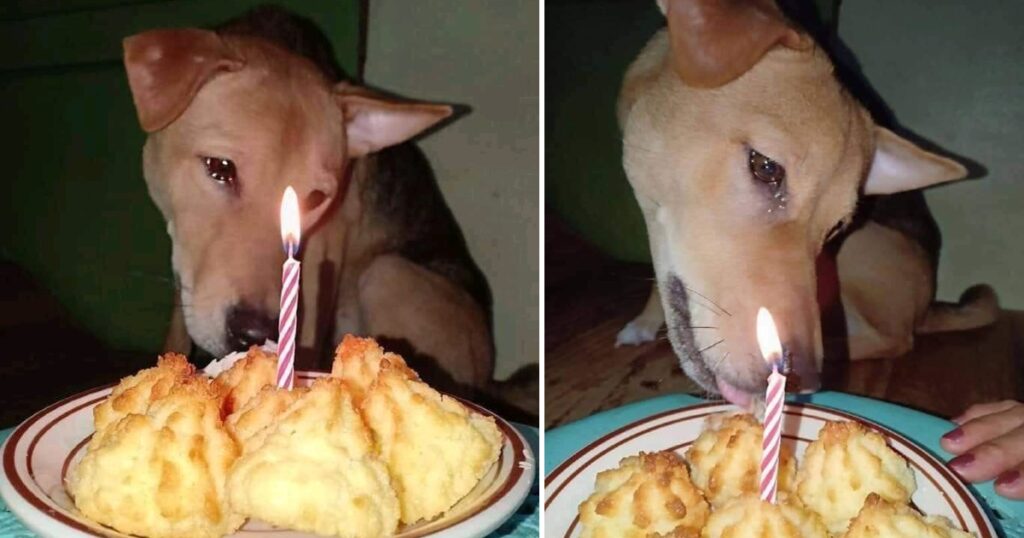 The once-abandoned dog met with joy: The dog shed tears as the new family held its first birthday party