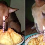 The once-abandoned dog met with joy: The dog shed tears as the new family held its first birthday party