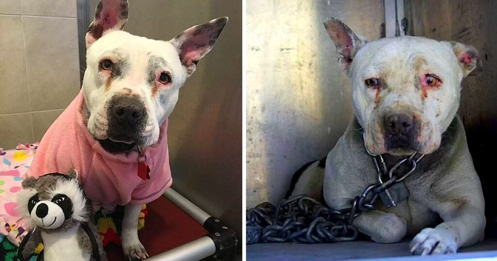 Dog That Spent Her Entire Life Chained Up In Abandoned Farm, Can Finally Be A Puppy