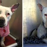 Dog That Spent Her Entire Life Chained Up In Abandoned Farm, Can Finally Be A Puppy