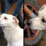 Chasing And Kissing Puppy Goodbye, Mama Dog Touched Heart With A Motherly Separation Scene