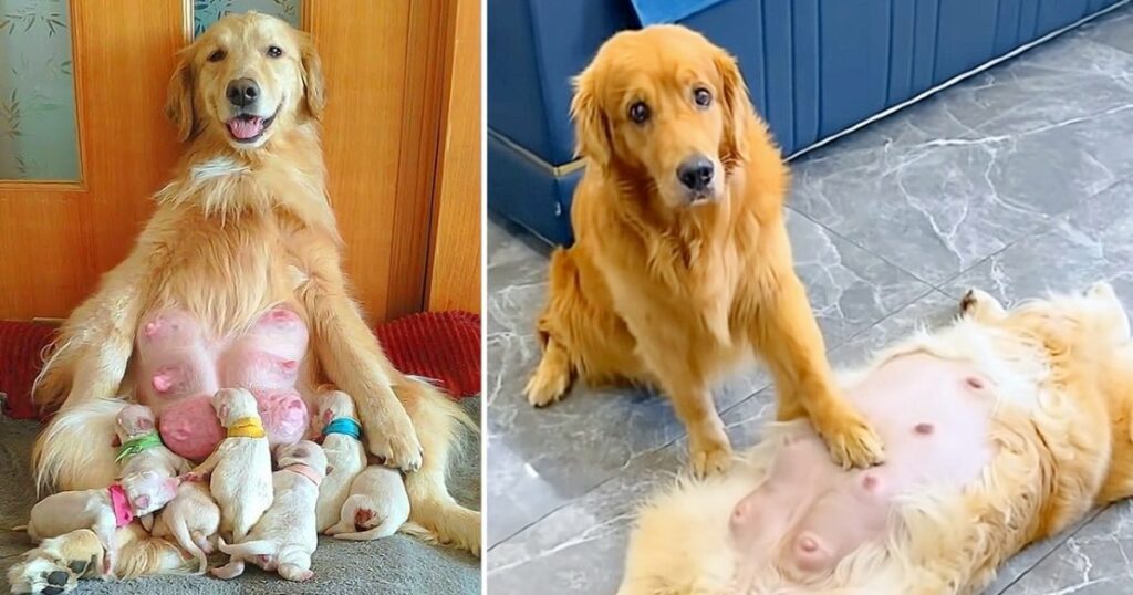 Doting Dad: Golden Retriever Exhibits Extraordinary Dedication in Caring for Pregnant Wife