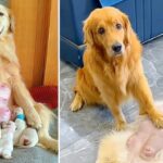 Doting Dad: Golden Retriever Exhibits Extraordinary Dedication in Caring for Pregnant Wife