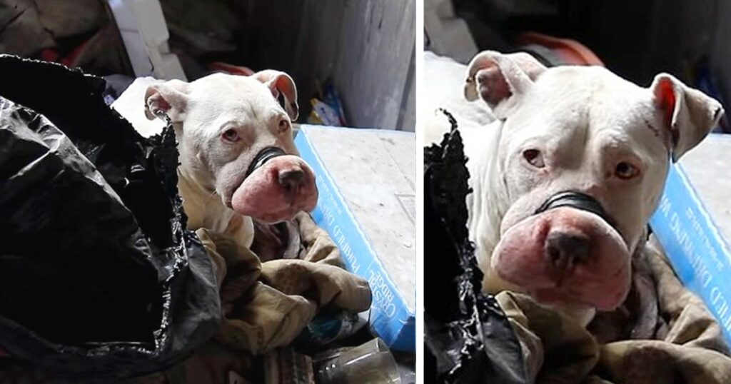 Prepare to be affected by the emotional trip as rescuers reveal rare behind the scenes footage of bait dog rescue, a story that will undoubtedly touch your heart.