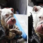 Prepare to be affected by the emotional trip as rescuers reveal rare behind the scenes footage of bait dog rescue, a story that will undoubtedly touch your heart.