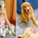 Amazing Dad! Golden Retriever Takes Care Of His Pregnant Wife