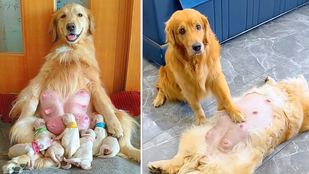 Devoted Guardian: Golden Retriever Exhibits Extraordinary Dedication in Caring for Pregnant Wife