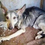 A Tearful Rescue: The Dog Locked Up And Growing Up In A Cramped Cage For Years, Resulting In Deformities