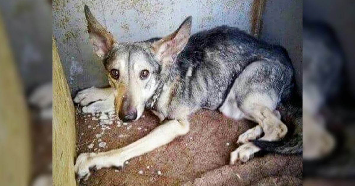 A Tearful Rescue: The Dog Locked Up And Growing Up In A Cramped Cage For Years, Resulting In Deformities