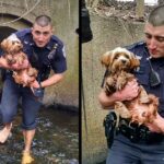 Cop ditches socks and shoes to rescue terrified dog hidden in dark tunnel.