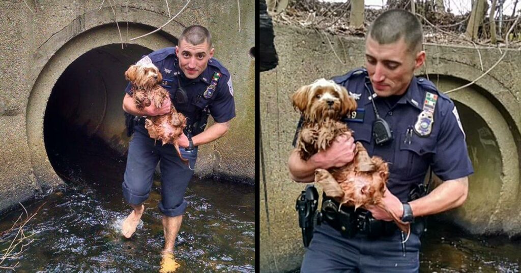 Heroic Cop Rescues Frightened Pup from Dark Tunnel Barefoot and Fearless