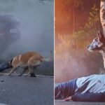 Abandoned, The Loyal Dog Still Comes Back To Save Its Owner