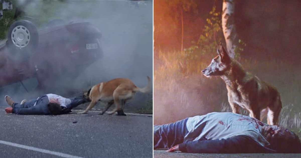 Abandoned, The Loyal Dog Still Comes Back To Save Its Owner