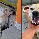 Coronel was left by his family when he was sick, they rescued him and now he lives as a king