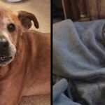 Couple Adopt 17-Year-Old Dog From Shelter, He Stays Alive Long Enough To Meet Human Sister