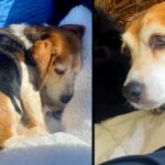 Couple Drives Hours To Rescue Senior Beagle Given Away On Facebook