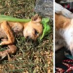 The sick puppy, callously thrown in the garbage by its owner, was rescued, seen as a guardian angel for its second chance at life.