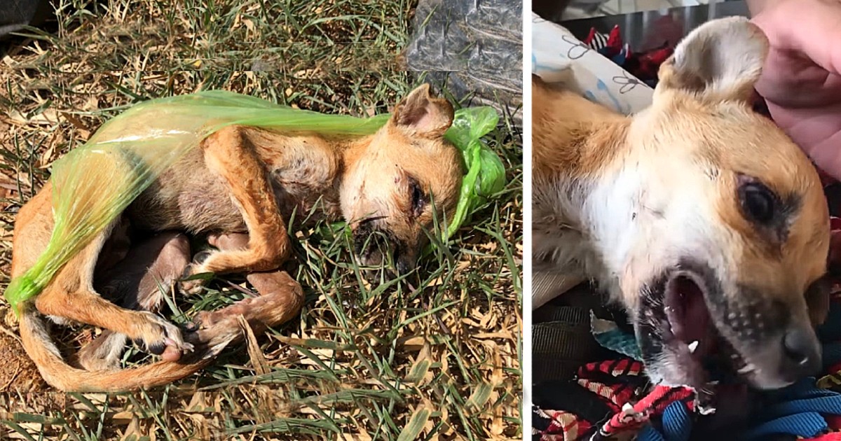 The sick puppy, callously thrown in the garbage by its owner, was rescued, seen as a guardian angel for its second chance at life.