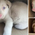 The Puppy With Beautiful Blue Eyes is Pitifully Abandoned, Very Shy and Scared, Always Crouching in the Box