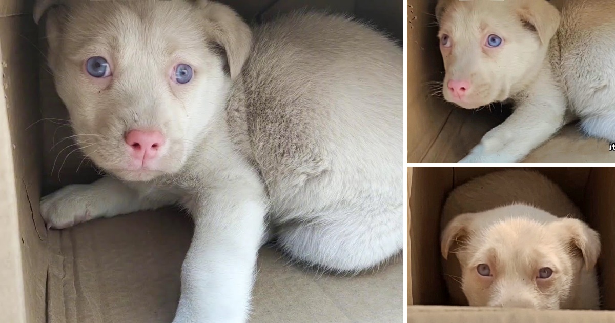 The Puppy With Beautiful Blue Eyes is Pitifully Abandoned, Very Shy and Scared, Always Crouching in the Box