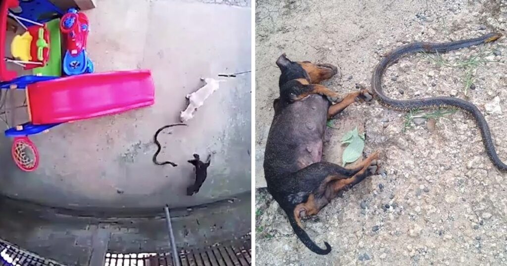 The brave dog went blind and died after fighting a cobra until his last breath to save the baby, making us extremely emotional.