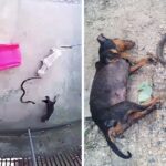 The brave dog went blind and died after fighting a cobra until his last breath to save the baby, making us extremely emotional.