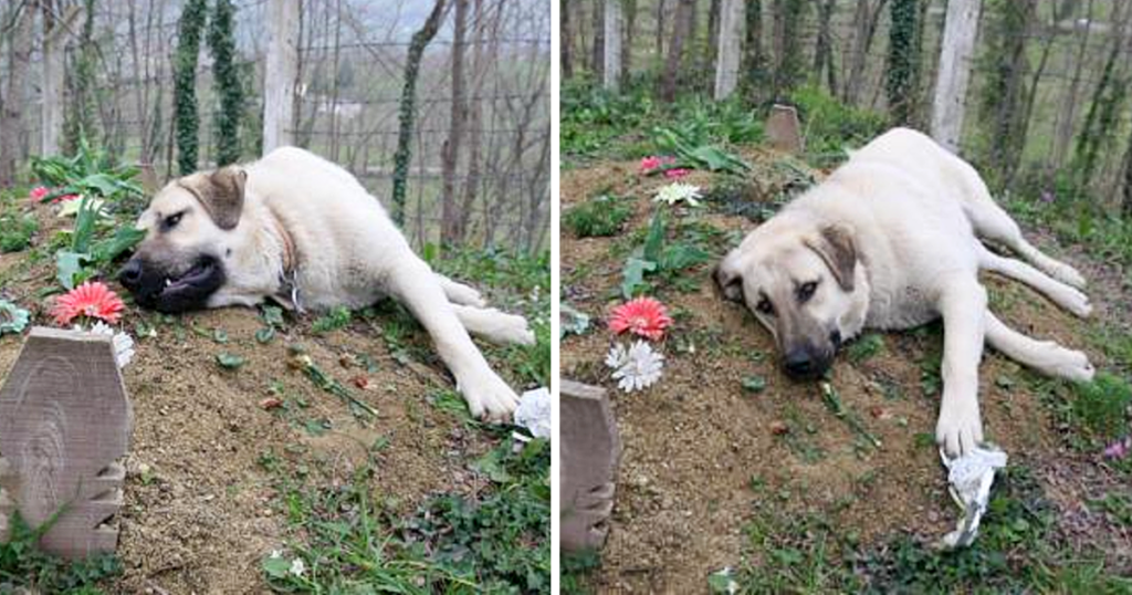 The loyal dog lay by the grave and refused to die, heartbroken over his master’s death.