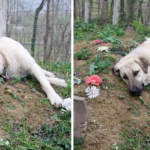 The loyal dog lay by the grave and refused to die, heartbroken over his master’s death.