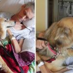 The Devoted Dog Stayed by His Cancer-stricken Owner’s Side, Touching Him to Keep Him Warm Until His Final Breath