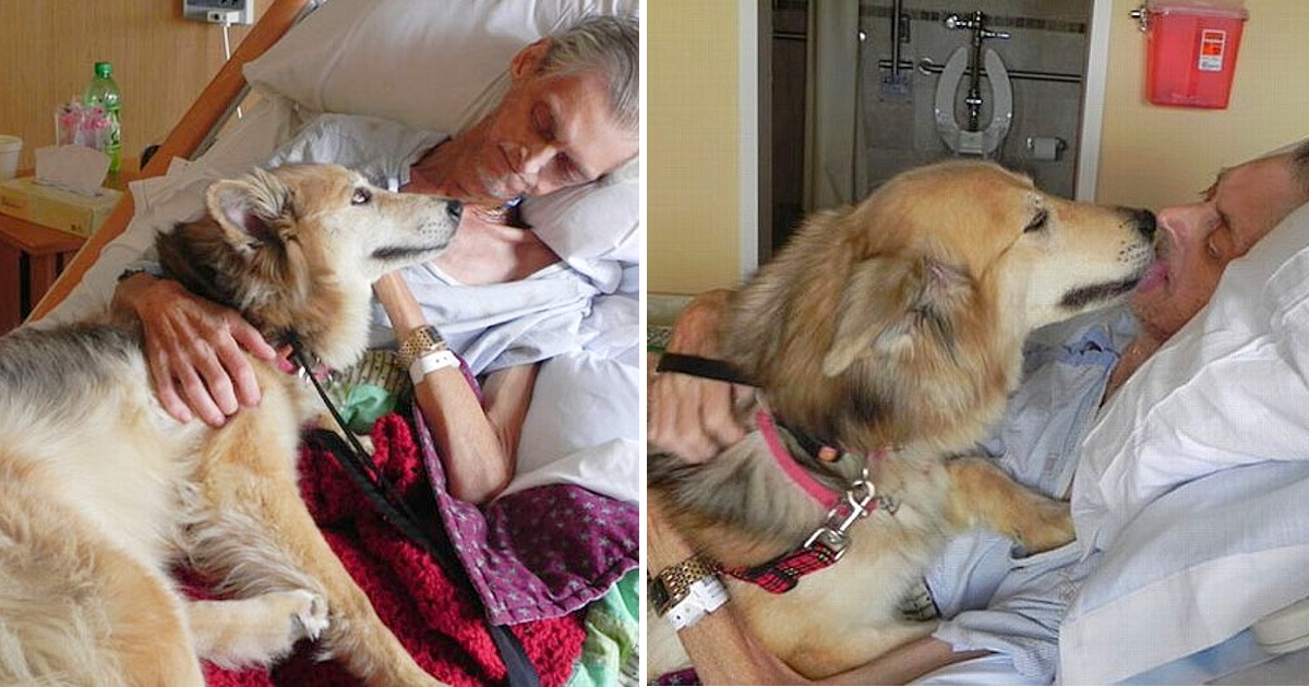 The Devoted Dog Stayed by His Cancer-stricken Owner’s Side, Touching Him to Keep Him Warm Until His Final Breath