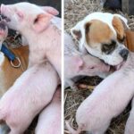 The dog takes care of the piglets when their mother dies