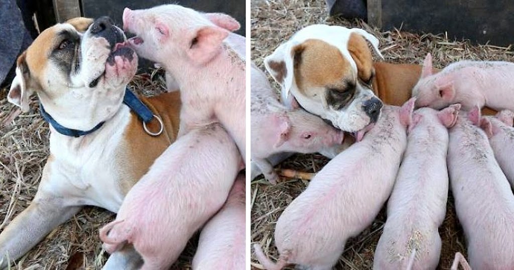 The dog takes care of the piglets when their mother dies