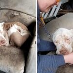 I can not stop crying when rescue unloved, unwanted, dumped, & forgotten bait dog curled up