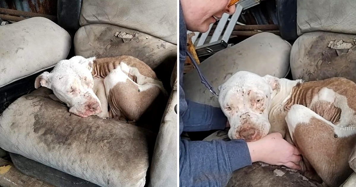 I can not stop crying when rescue unloved, unwanted, dumped, & forgotten bait dog curled up