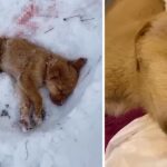 He Collapsed On The Snow After Abandoned In The Forest And Got Attacked By Wolves