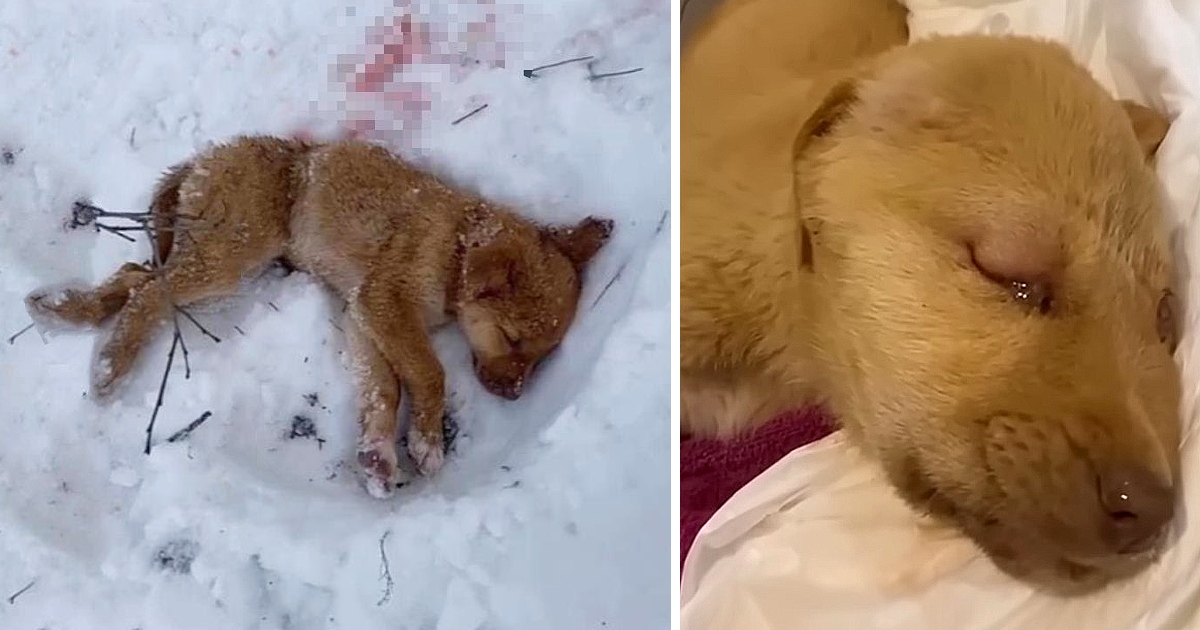 He Collapsed On The Snow After Abandoned In The Forest And Got Attacked By Wolves