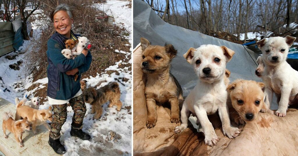 Meet the Incredible South Korean Woman Who Rescued and Cares for 200 Dogs