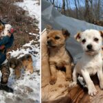 Meet the Incredible South Korean Woman Who Rescued and Cares for 200 Dogs