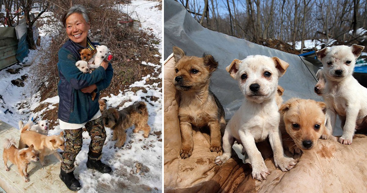 Meet the Incredible South Korean Woman Who Rescued and Cares for 200 Dogs